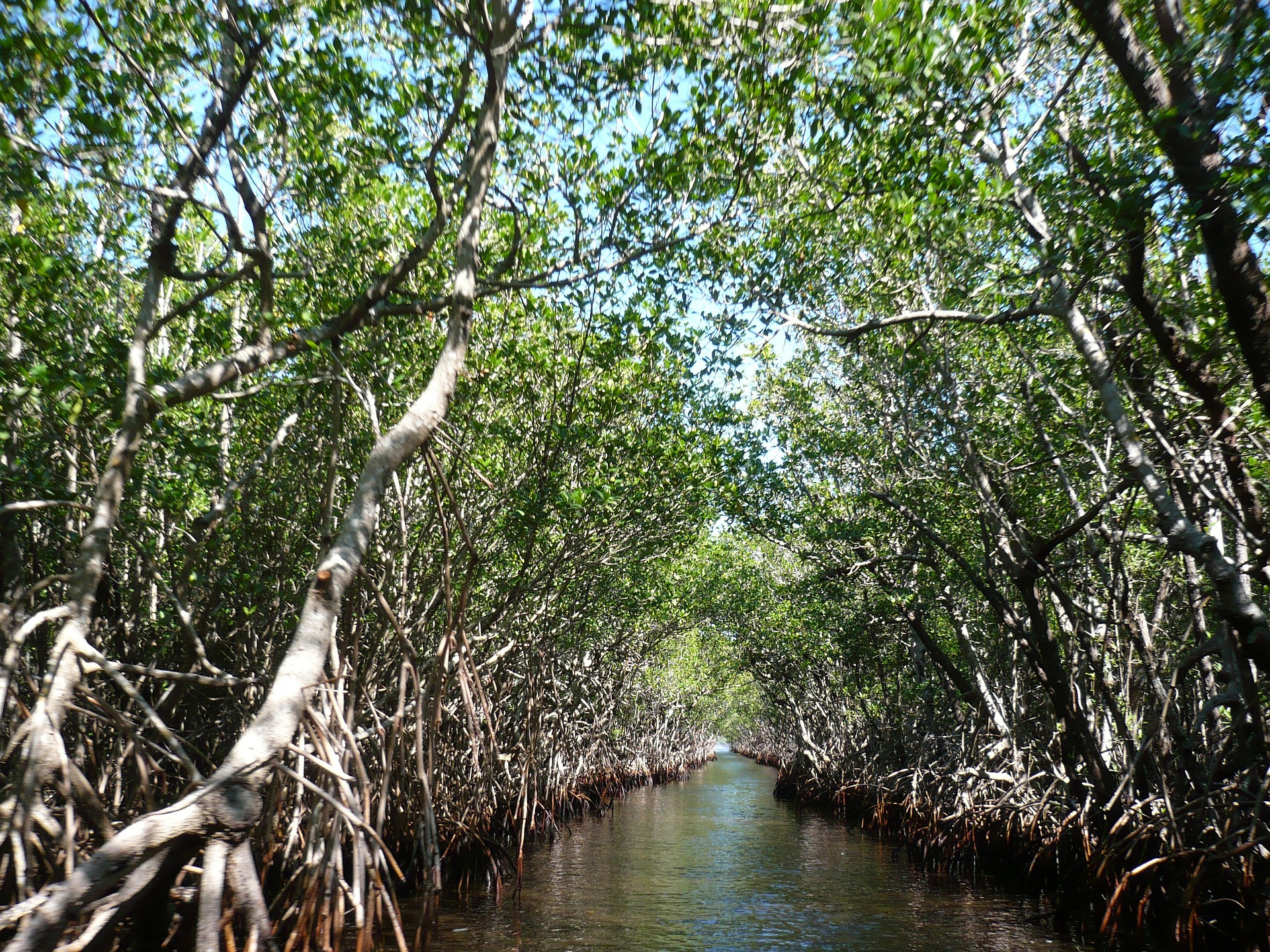 Healthy ecosystems are nature’s barrier to hurricane damage