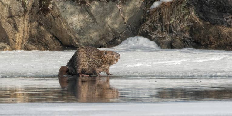Beavers might be making the Arctic melt even faster