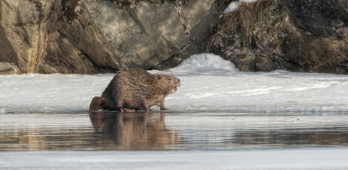 beaver on ice