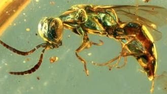 These insects preserved in amber are still glowing 99 million years later