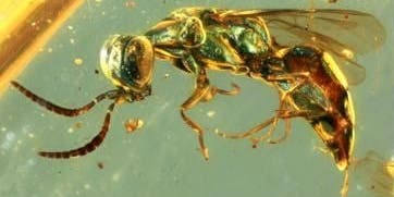 These insects preserved in amber are still glowing 99 million years later