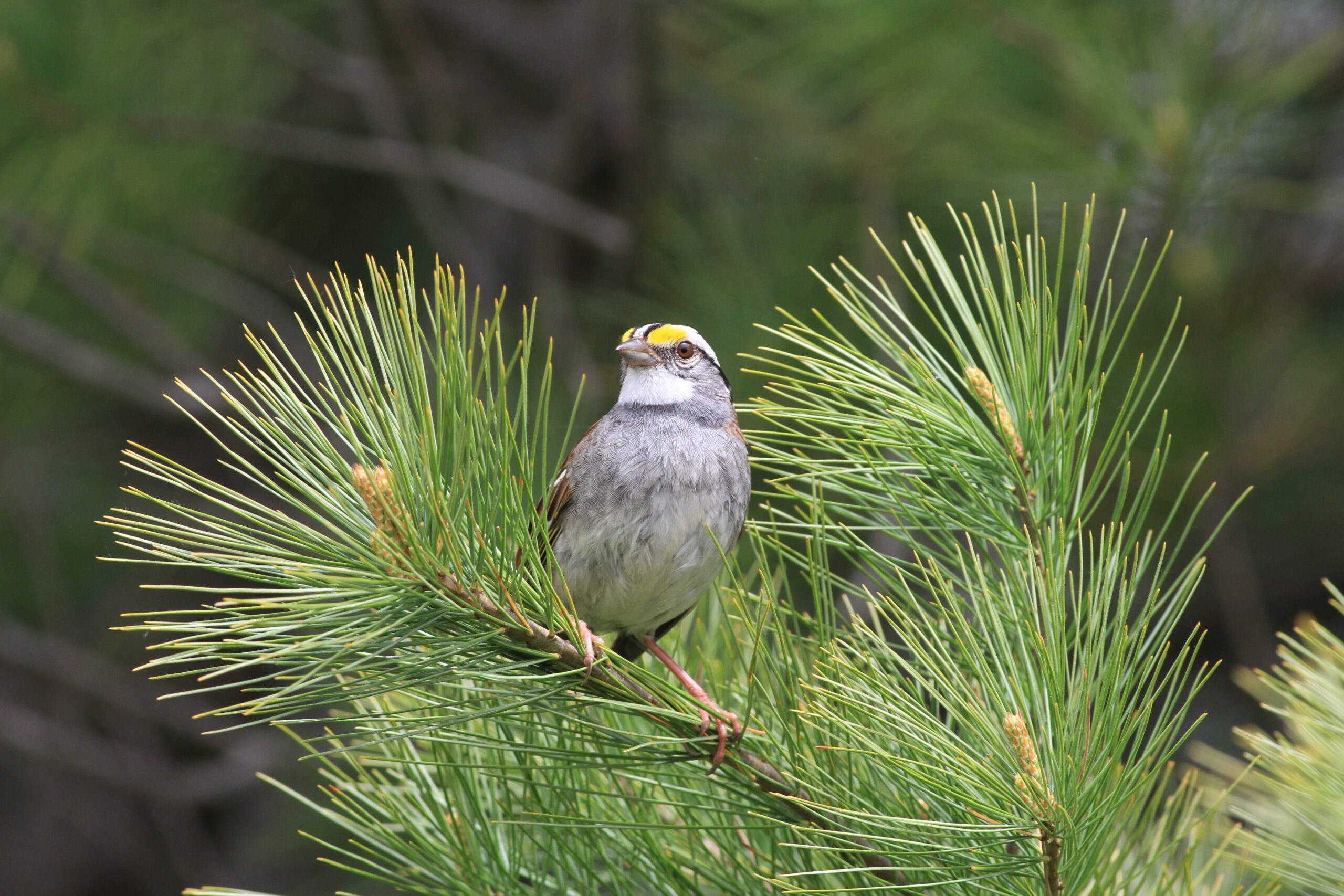 White-throated sparrows are ditching their classic song for a new tune