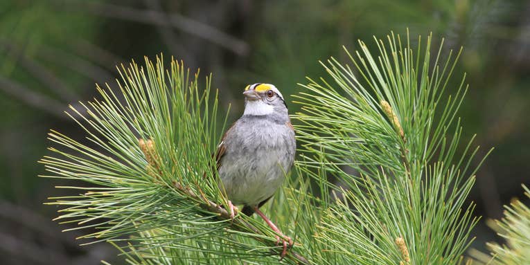 White-throated sparrows are ditching their classic song for a new tune