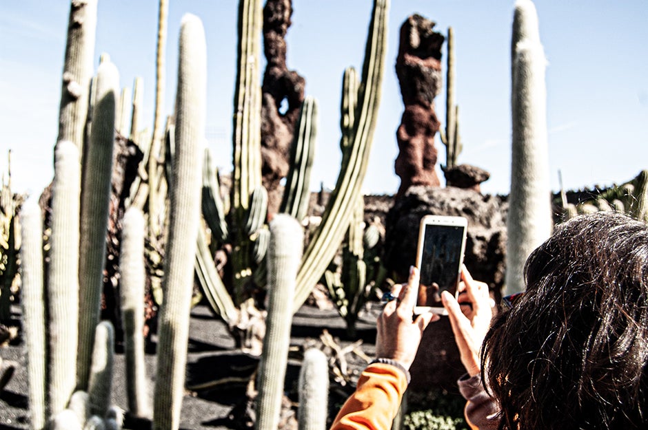 person taking picture of a cactus on phone