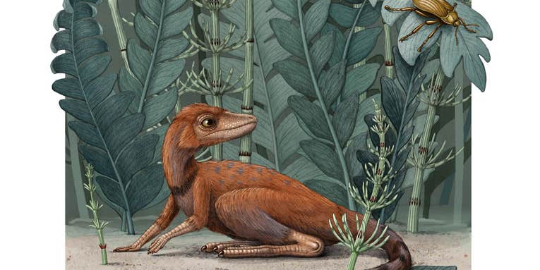 This pocket-sized shaggy reptile hopped around a pre-dino world