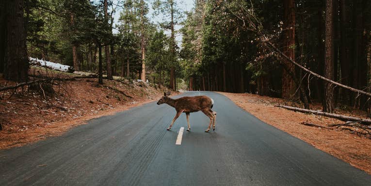 Less roadkill during the pandemic could translate to more deer down the road