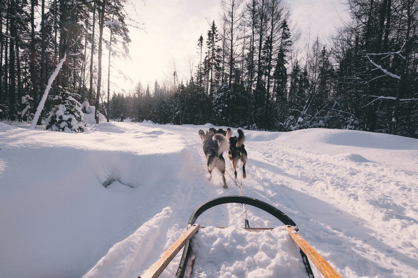 Sled pulled by dogs.