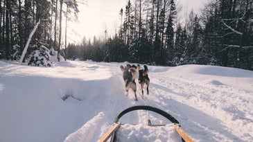 Sled pulled by dogs.