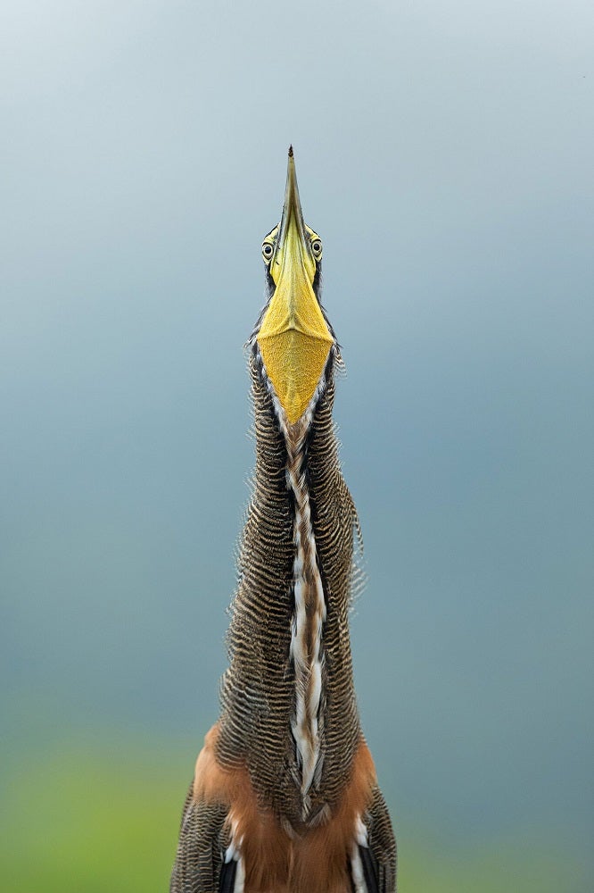 Bare-throated tiger heron