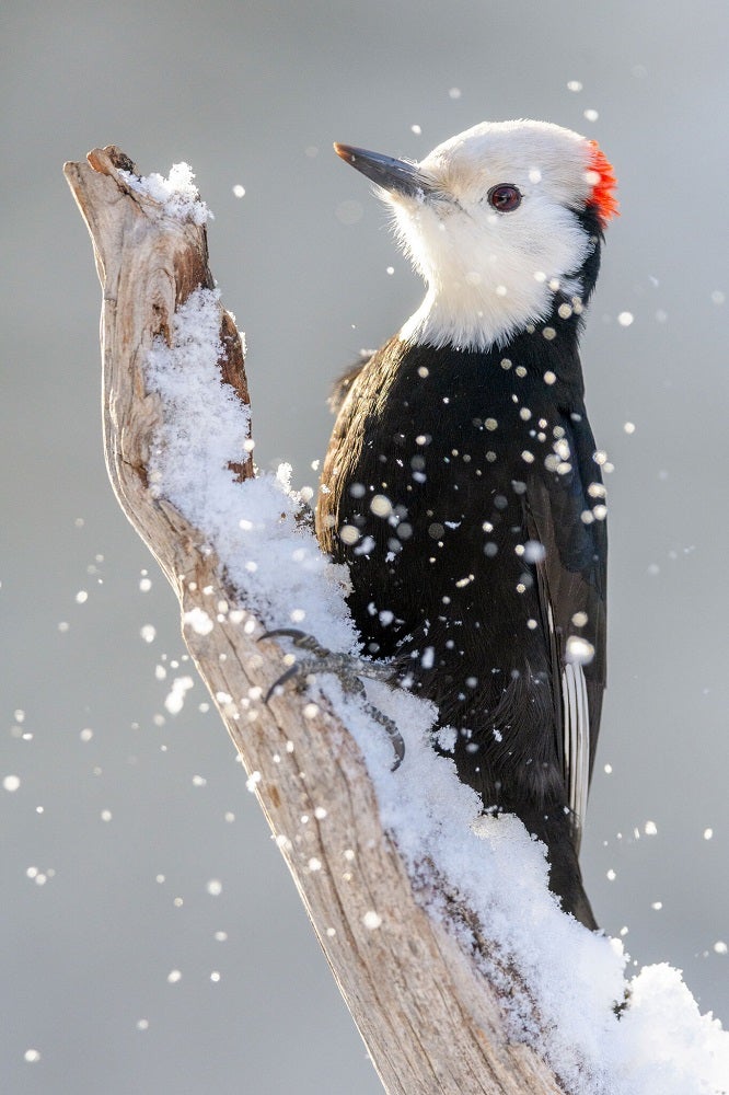White-headed woodpecker