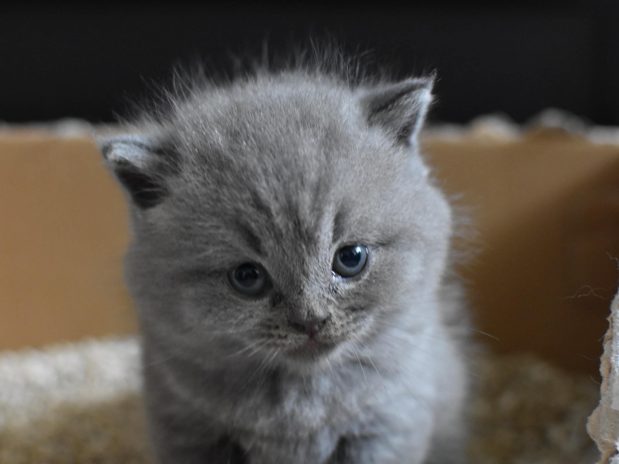 A kitten in a litter box.