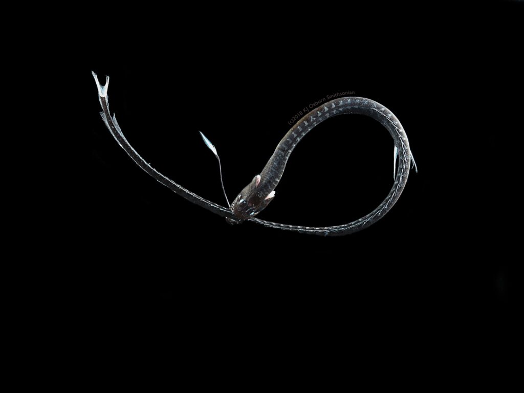 The ultra-black Pacific black dragon (Idiacanthus antrostomus), the second-blackest fish studied by the research team.