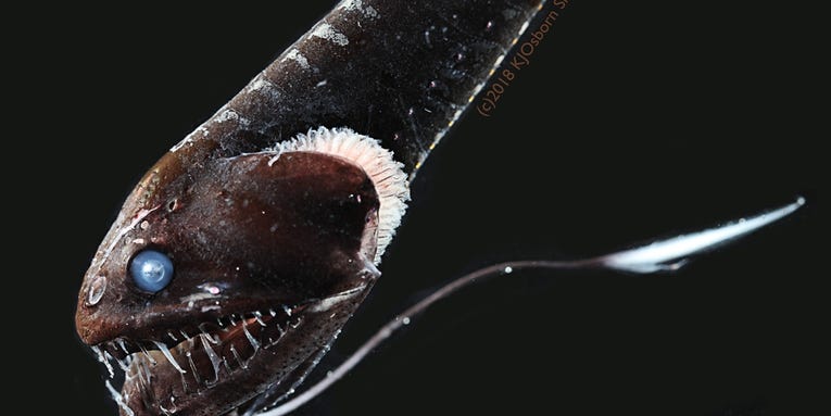 These ultra-black fish camouflage with the darkness of the deep sea