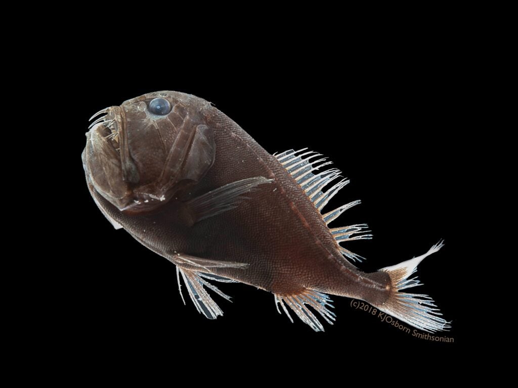 One specimen of the ultra-black fish species Anoplogaster cornuta.