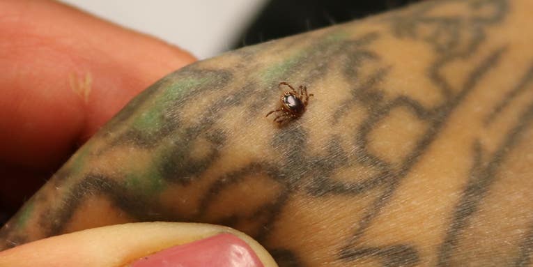 Ticks that cause red meat allergies are spreading, and invasive fire ants may be our best hope