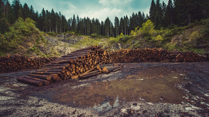deforested area with cut logs