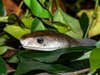 Closeup detail of the head of a black mamba snake hidden in the leaves.