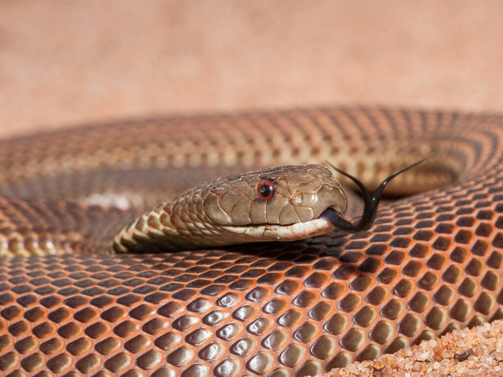 A coiled up king brown snake.