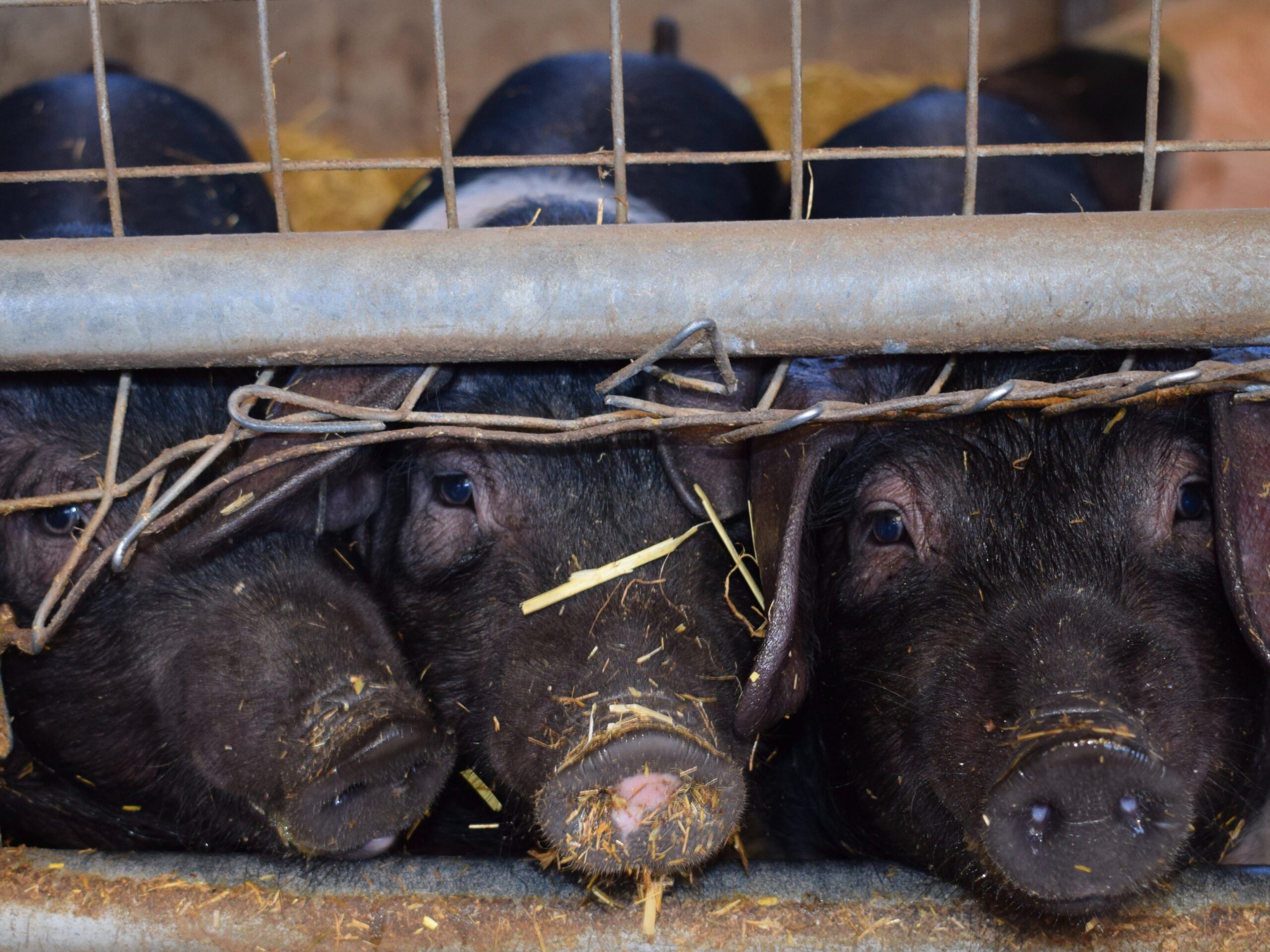 Viruses like influenza often evolve in livestock, like the pigs pictured here.