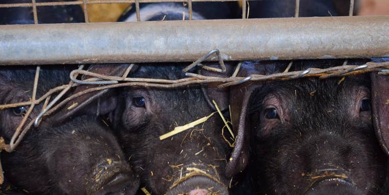 There’s a dangerous virus brewing in pigs—but there’s no need to panic yet