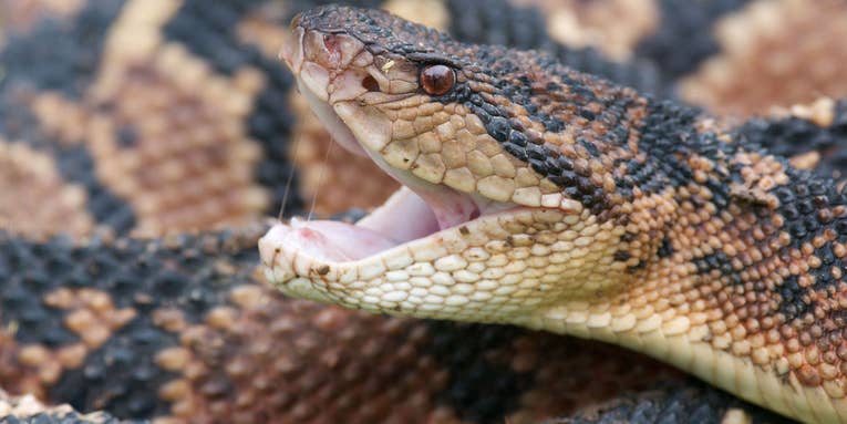 The longest species of snakes that slither the planet