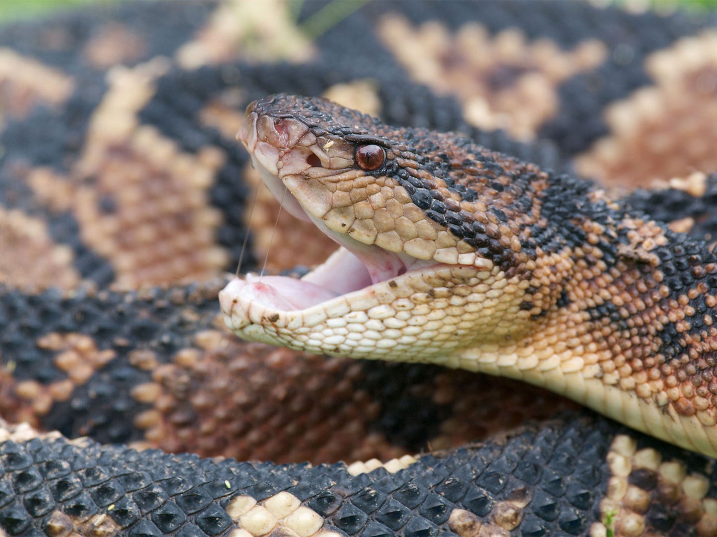 Closeup on the open mouth of a venomous Bushmaster snake.