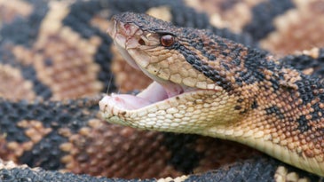 Closeup on the open mouth of a venomous Bushmaster snake.
