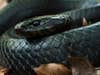 A coild up eastern indigo black snake.