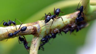 Ants could help us beat future pandemics