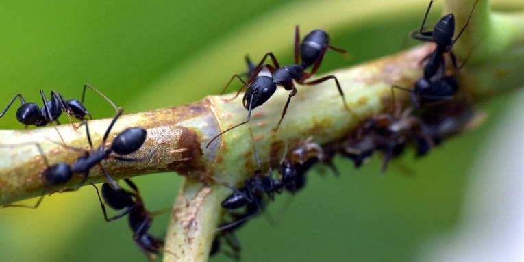 Ants could help us beat future pandemics