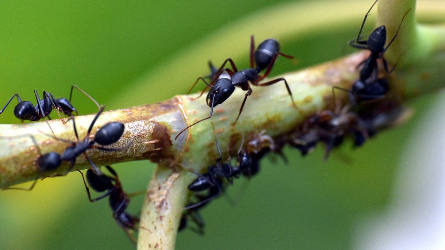 ants on a tree branch
