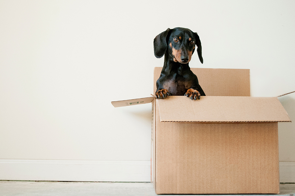 Pet subscription boxes you’ll both eagerly anticipate