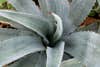 A blue agave plant