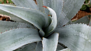 A blue agave plant