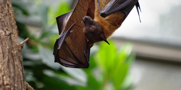 The virus that causes COVID-19 has been silently brewing in bats for decades