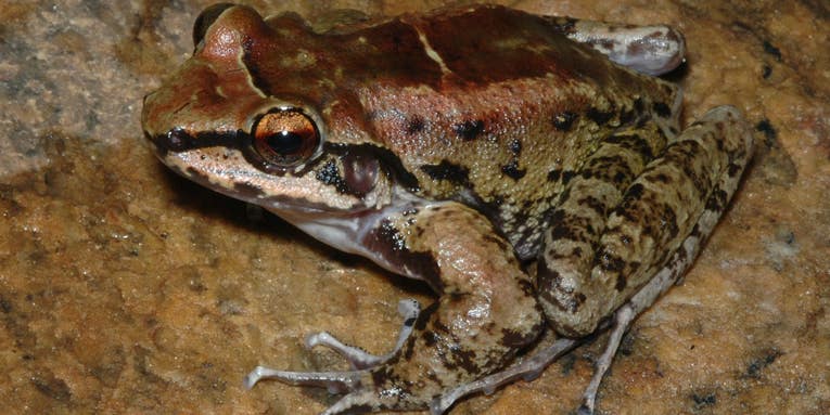Longterm polyamory seems to work just fine for these frogs