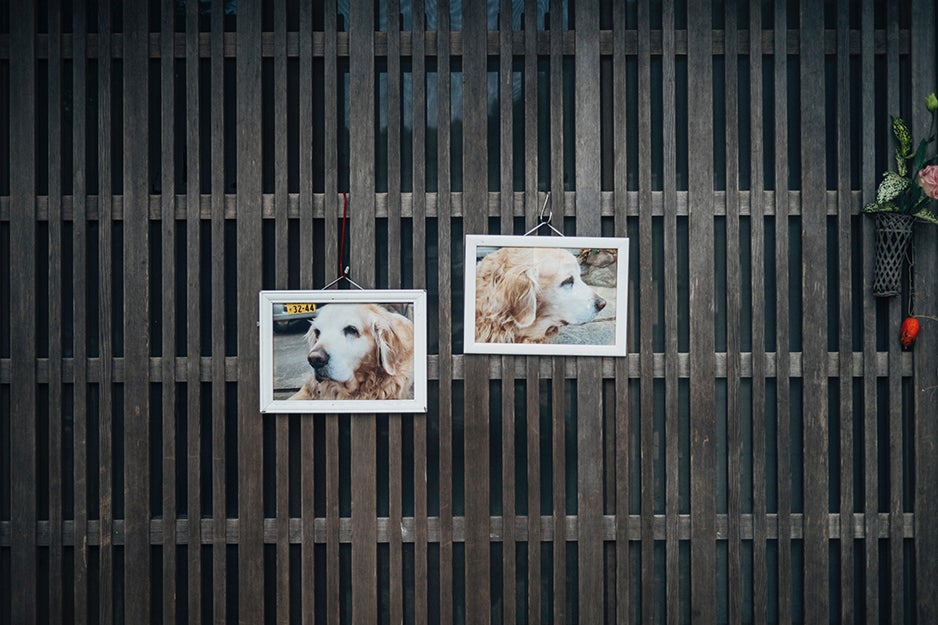 dog photos on a wall