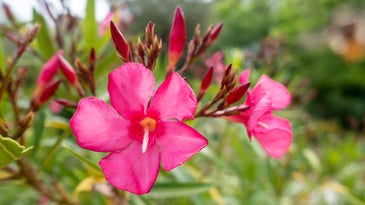 Nerium oleander serves as a common ornamental flower
