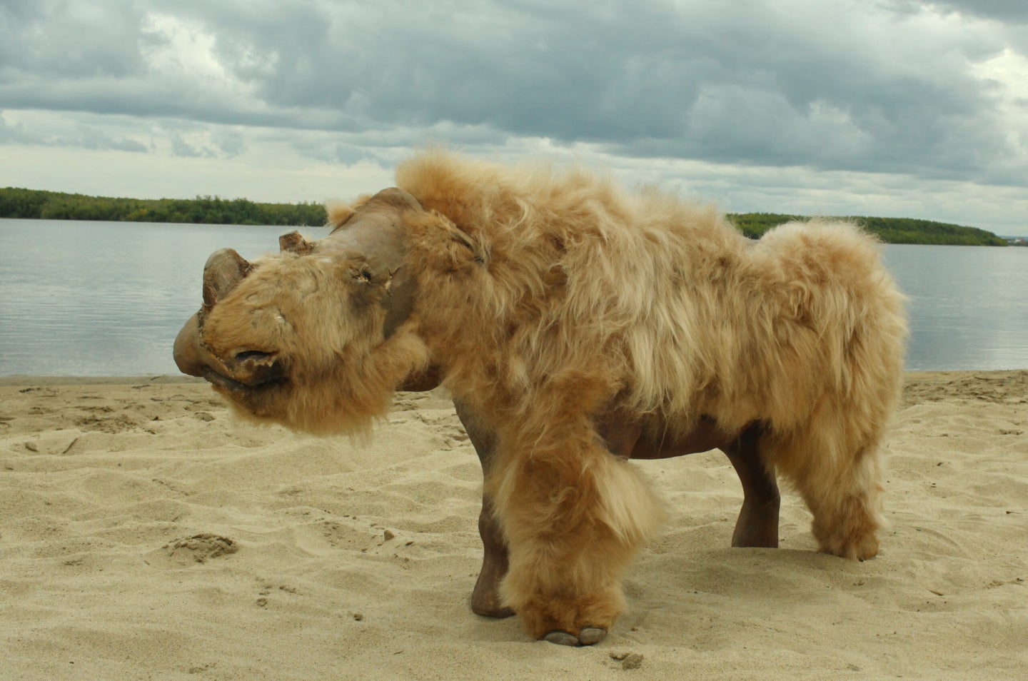 Fully preserved woolly rhino named Sasha.