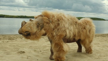Fully preserved woolly rhino named Sasha.