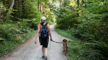 a person walking a dog along a trail in the forest