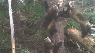 Mount Rainier’s first wolverine mama in a century is a sign of the species’ comeback