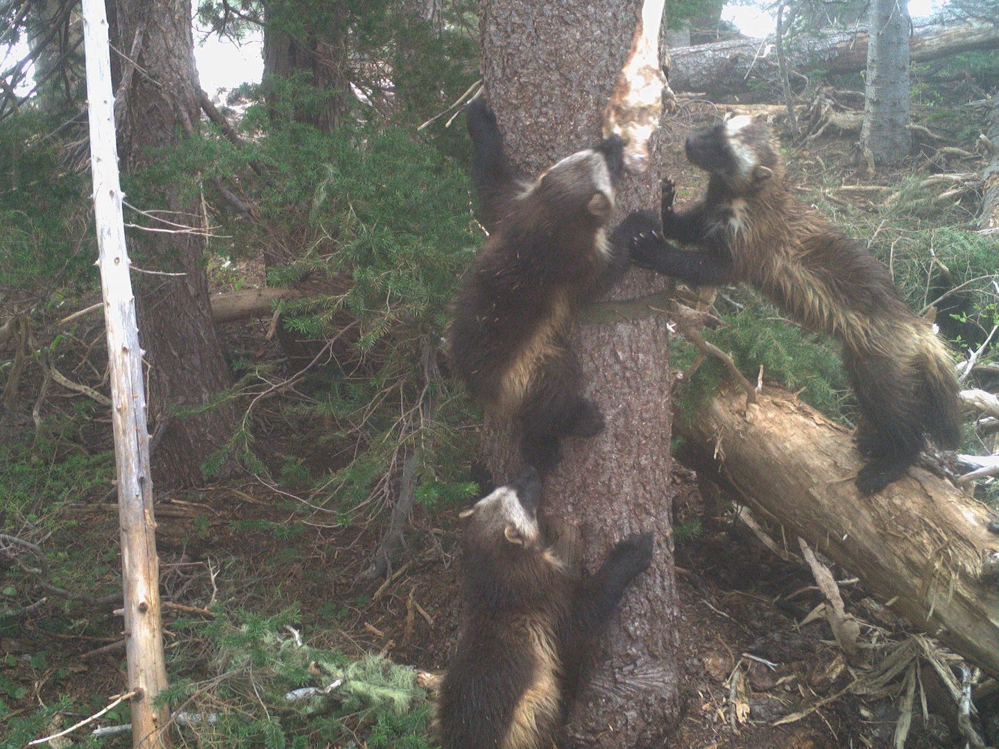 A mother wolverine and her kits ascend a tree.