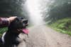 a person petting a dog as they walk on a misty trail through the forest