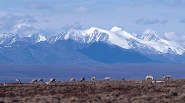 The Trump administration opened the Arctic National Wildlife Refuge to oil companies—but none may bite