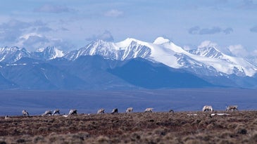 The Brooks Range sets the backdrop for vital caribou feeding grounds in the Arctic National Wildlife Refuge in Alaska.