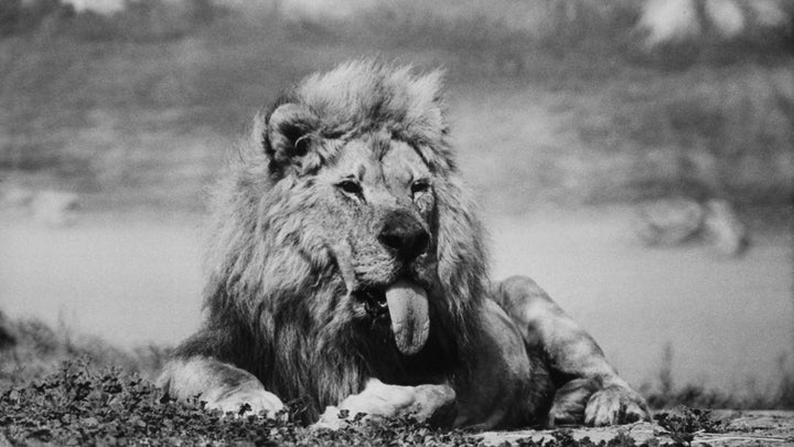 Frasier (The Sensuous Lion) at Lion Country Safari south of Los Angeles.