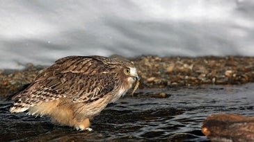 A Blakiston's fish owl hunting for masu salmon in a river