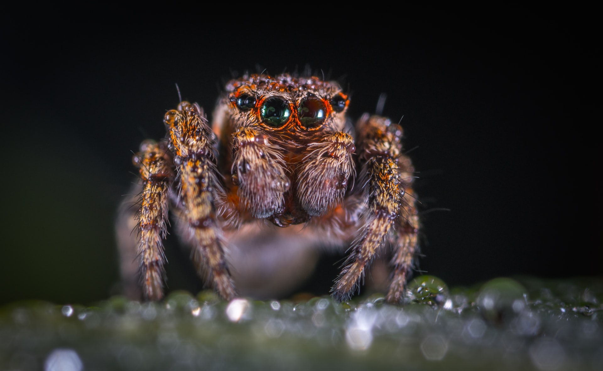 Eight strange but true spider facts