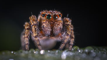 A spider
